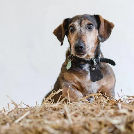 Apartment Schulte-göbel Schmallenberg